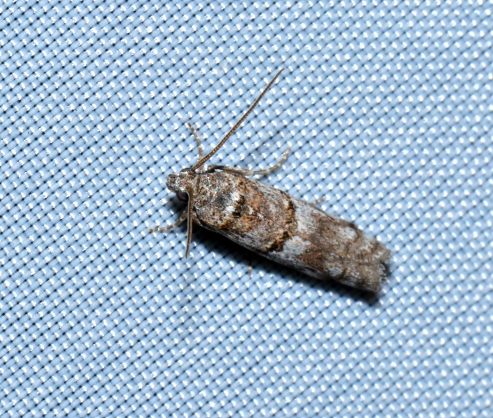 Khorassania compositella: Pyralidae